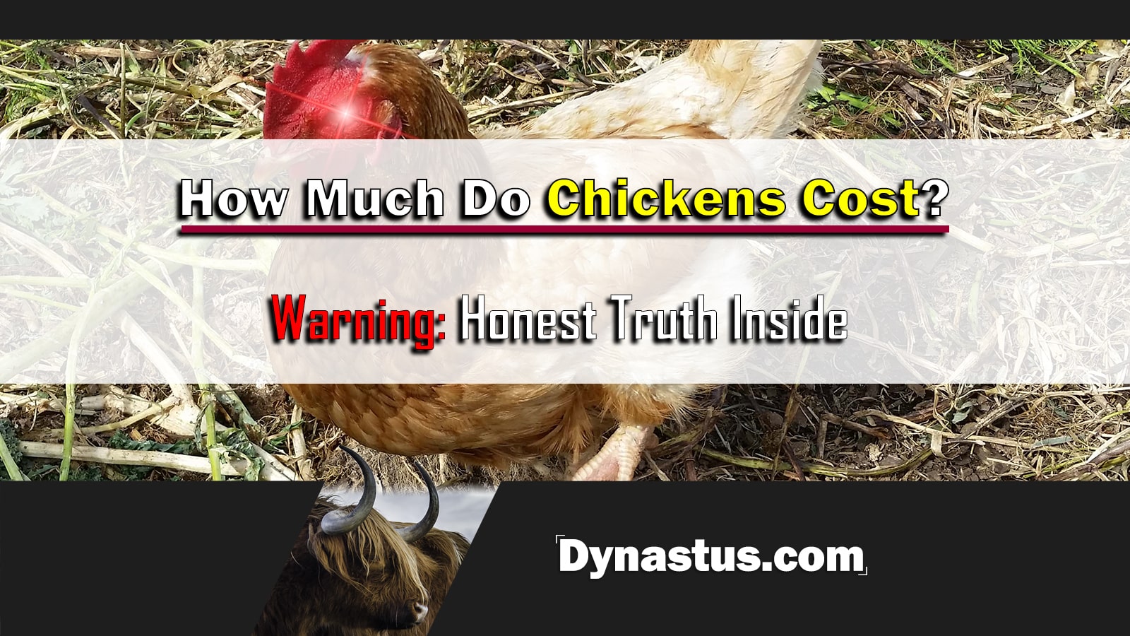 Cost of Chickens Thumbnail Dynastus
